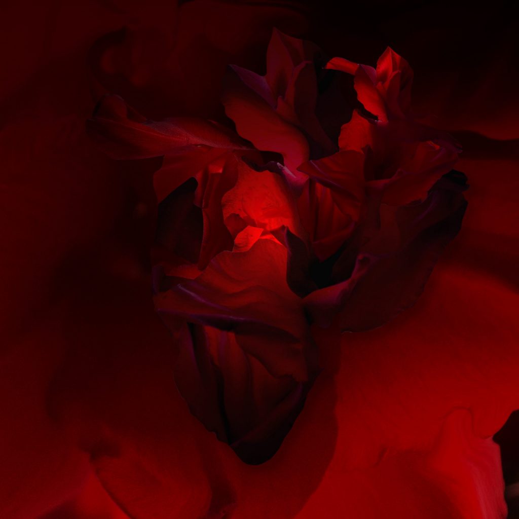 2020_CHERRY